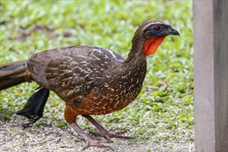 Chestnut-bellied Guan roaming on grass, Pantanal Wetlands, Mato Grosso, Brazil, South America