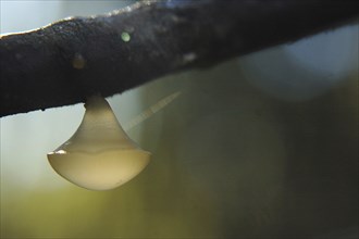 White disc fungus, probably Calycella citrinum, hanging from a branch in a tree, West Coast, South