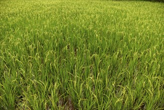 Ricefield, Siem Reap, Cambodia, Asia