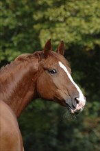 Hanoverian in portrait