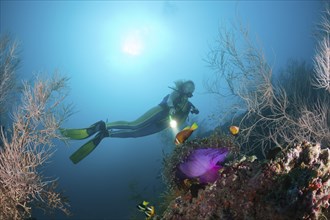 Maldives anemonefish and diver, Amphiprion nigripes, Maya Thila, North Ari Atoll, Maldives, Asia