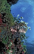 Common lionfish in coral reef, Pterois volitans, Indonesia, Wakatobi Dive Resort, Sulawesi, Indian