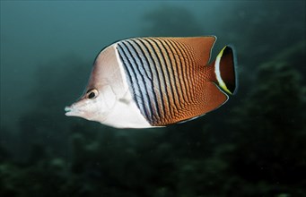 White-headed butterflyfish, Chaetodon mesoleucos, Djibouti, Djibouti, Africa, Afar Triangle, Gulf