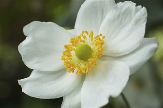 White Japanese anemone