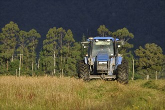 Tractor mowing pasture for silage, West Coast, South Island, New Zealand, Oceania