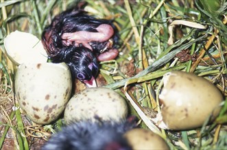 Eggs hatching in nest of the swamphen, Porphyrio porphyrio (Pukeko), West Coast, South Island, New