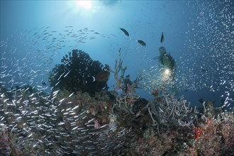 Diver on reef with glassfish, Parapriacanthus sp., Maya Thila, North Ari Atoll, Maldives, Asia