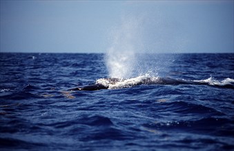 Humpback whale breathing at the surface, Megaptera novaeangliae, Silverbanks, Caribbean Sea,