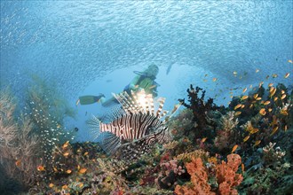 Lionfish and diver, Pterois miles, Maya Thila, North Ari Atoll, Maldives, Asia