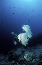 Longfin batfish, Platax teira, Maldives, Indian Ocean, Ari Atoll, Asia