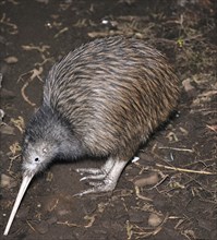 North Island brown kiwi, Apteryx australis, searching for food in New Zealand bush setting