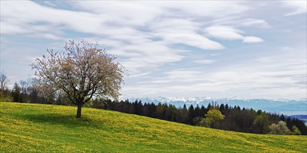 Blossoming apple tree in a spring meadow on Lake Constance during a foehn wind, taken at Gehrenberg