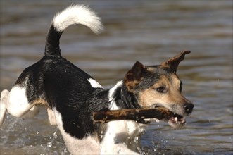 Jack Russell Terrier with a stick in the water