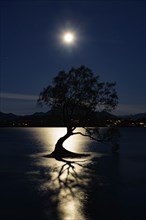 Night view of Wanaka tree and Lake Wanaka in moonlight, New Zealand, Oceania