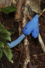 Blue toadstool, Entoloma hochstetteri, West Coast, South Island, New Zealand, Oceania