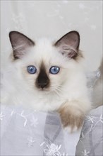 SACRED CAT OF BIRMA, SACRED BIRMAN CAT, BIRMAN CAT, KITTEN