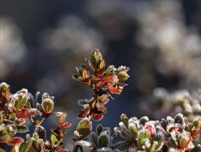 Azalea shrub in sunshine with heavy frost on red and gold foliage