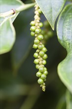 Unripe pepper fruit (lat. Piper nigrum), growing in Phu Quoc, Vietnam, Asia