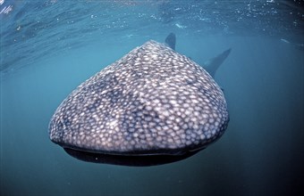 Whale shark, Rhincodon thypus, Djibouti, Djibouti, Africa, Afar Triangle, Gulf of Aden, Gulf of