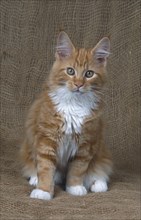 Maine Coon cat, male, 18 weeks, red classic tabby-white