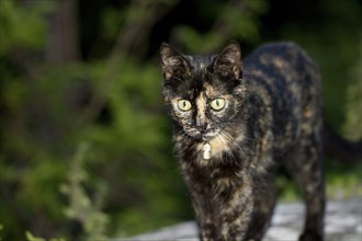 Tortoiseshell cat stands on a wall and looks into the camera