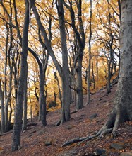 Ancient woodland in autumn with golden colors on tall beech trees and fallen leaves