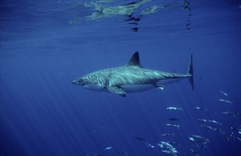 Great white shark, Carcharodon carcharias, Australia, Dangerous Reef, Neptune Island, Oceania