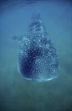 Whale shark, Rhincodon thypus, Mexico, Lake Cortez, Lower California, La Paz, Central America