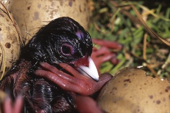 Eggs hatching in nest of the swamphen, Porphyrio porphyrio (Pukeko), West Coast, South Island, New