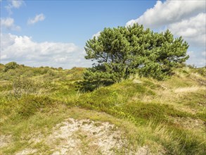 Overgrown dune landscape with trees, green bushes and blue sky, spiekeroog, east frisia, north sea,