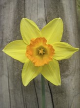 Yellow daffodil against fence post