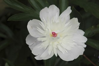 White peony on black background