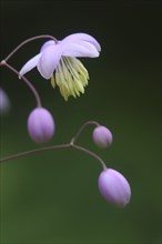 Mauve flower, Thalictrum dipterocarpum