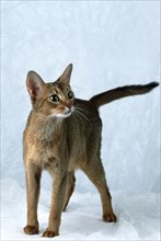 Abyssinian, cat, 2 years, wild coloured