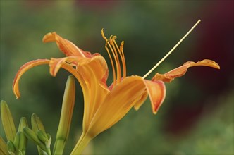 Daylily blossom