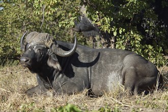 African Buffalo (Syncerus caffer) in the Kruger Park, South Africa, Africa