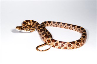 Young corn snake cropped in front of a white background