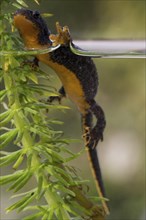 Alpine newt in the water presents belly colouring