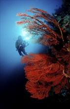 Diver and coral reef, Indonesia, Raja Ampat, Irian Jaya, West Papua, Indian Ocean, Asia