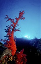 Coral reef, Egypt, Africa, Sinai, Ras Mohammed, Red Sea, Africa