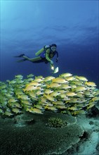 Shoal of five-striped snappers and divers, Lutjanus quinquelineatus, Maldives, Indian Ocean, Ari