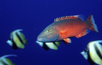 Cheek stripe wrasse, Oxycheilinus digrammus, Egypt, Sha'ab Tamara, Red Sea, Africa