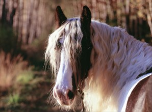 Tinker, gelding, 5 years old