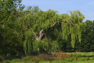 Babylon willow in a meadow