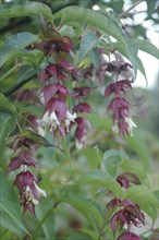 Flowers of the shrub Himalayan Honeysuckle, Leycesteria formosa