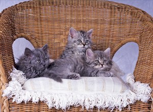 Selkirk Rex, Blue, blue-tabby, litter, nine weeks