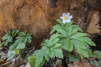 Anemone in the Harz Selke Valley Wood Anemone