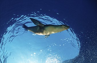 California sea lion, Zalophus californianus, USA, California, Pacific Ocean, North America