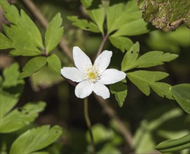 Spring flower Wood Anemone in sunlight