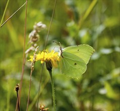 Brimstone Butterfly nectaring on flower, showing underwing